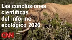 WWF: Monitored wildlife populations declined 73% between 1970 and 2022