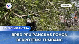 BPBD PPU PANGKAS POHON BERPOTENSI TUMBANG