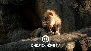 Tragedija u zagrebačkom ZOO-u: lav usmrtio lavicu nedugo nakon dolaska | Dnevnik Nove TV