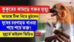 Uttar Pradesh |কুকুরের কামড়ে গরুর মৃ/ত্যু,আতঙ্কে টিকা নিতে ছুটলেন দুধের চরণামৃত খাওয়া শয়ে শয়ে ভক্ত!