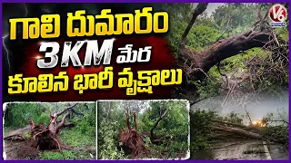 Tornado Like Winds Uproot Huge Trees In Mulugu | V6 News