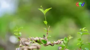 ĐỔI MỚI CÁCH NGHĨ, LÀM GIÀU NGAY TRÊN MẢNH ĐẤT QUÊ HƯƠNG