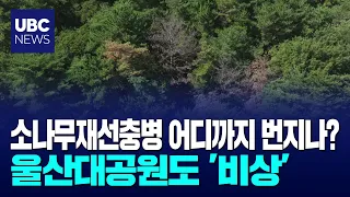 Ahead of the National Urban Park bid... Grand Park on high alert due to pine wilt disease 260908