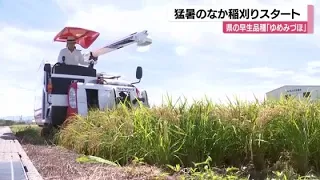 Rice Harvest Begins a Week Early Amid Ongoing Statewide Heatwave: Early-Maturing "Yumemizuho" Var...
