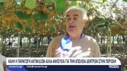 Καλή η παραγωγή ακτινιδίων αλλά ανησυχία για την απώλεια δέντρων στην περιοχή