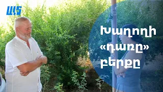 Խաղողի "դառը" բերքը