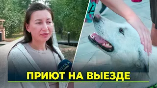 Volunteers take to the streets to find homes for shelter animals