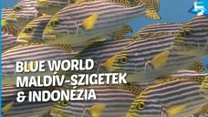 Blue World: Maldív-szigetek, Indonézia