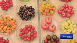 صين المال والأعمال: السعادة على مائدة الطعام: الخضراوات