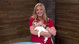 'peake Life: Chesapeake Humane Society