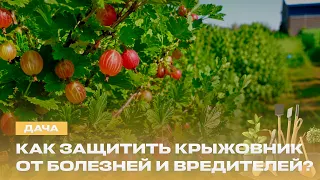 Can You Really Grow Strawberries from Seeds? Winter Preserves and Saving Gooseberries from Powder...
