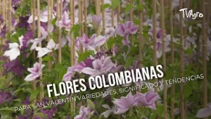 Flores colombianas para San Valentín variedades- TvAgro por Juan Gonzalo Angel