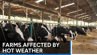 Farmers call for support over impact of high temperatures | RTÉ News