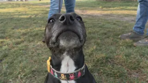 Futás a mentettkékért