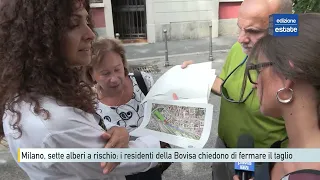 Milan, seven trees at risk: Bovisa residents demand a halt to the felling