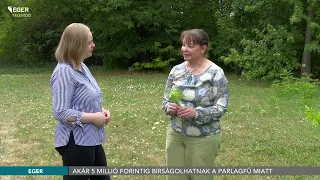 Akár 5 millió forintig bírságolhatnak a parlagfű miatt - 2026.07.23.