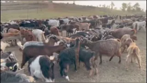 Zhduket blegtoria neper fshatra!