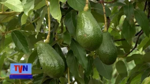 Producción de cítricos y aguacates en Ticuantepe abastece mercados de Managua