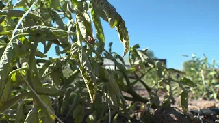 Rising temperatures causing widespread crop failures for Hooper farmers
