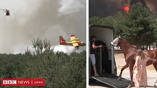 パリ近郊の森で火事、空からも消火　馬は避難