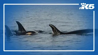 Animal advocates urge caution around orcas over Labor Day weekend