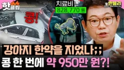 ＂강아지 한약을 지었나💢＂ 콩! 한 번에 950만 원💥 노후 계획 망친 보험사기 | 한블리 (한문철의 블랙박스 리뷰) | JTBC 261006 방송