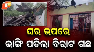 Massive Banyan Tree Crashes Onto House in Angul, Brother Seriously Injured
