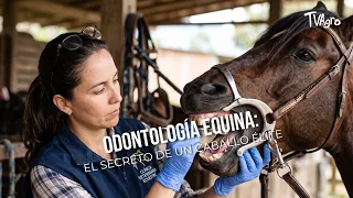 Equine Dentistry: The Secret to an Elite Horse - TvAgro by Juan Gonzalo Angel
