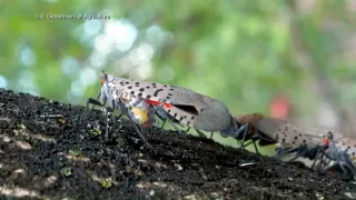 Fights to stop the spread of spotted lantern flies continue, scientists research milkweed