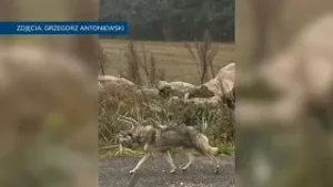 Wataha wilków grasuje pod Łodzią. Ale spotkań z tymi zwierzętami w Łódzkiem jest więcej