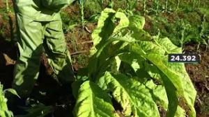 Fim da escala 6x1 pode custar R$10,8 bi às cooperativas de Santa Catarina | Giro de Notícias