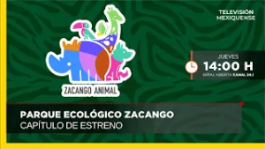 Estreno | Zacango Animal | 05-03-2026
