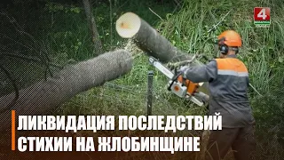 Zhlobin Forestry Restores Forest After Natural Disaster