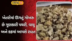 Amreli News | ખેતરોમાં ઊગતું ગોખરુ છે ગુણકારી પથરી, વાયુ અને કફમાં આપશે રાહત | Farmers | Local 18