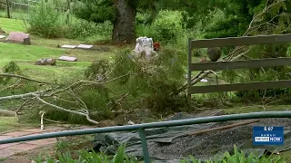 Historic Maui church needs help after Lala downs branches near graves