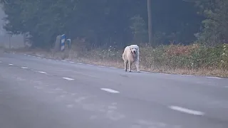 Equipo veterinario en Francia atiende las mascotas de evacuados por incendios