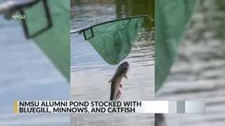 NMSU Alumni pond stocked with new fish