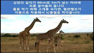LLBN 2014조옥현 05다섯째와여섯째날의사랑
