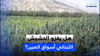 Will Lebanese Cannabis Conquer the Chinese Market?