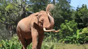 Flying power lines: How technology protects wild Asian elephants