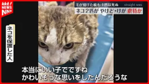 ネコ2匹がけがした状態で発見「何者かに焼かれたり切られたりしたのでは」