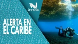 Sargassum in the Greater Caribbean | Science and Solutions | Innova