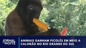 Animais ganham picolés em meio a calorão no Rio Grande do Sul | Jornal da Noite