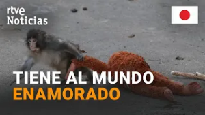 ESTE MONO ha CONQUISTADO los CORAZONES del PLANETA