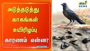 அடுத்தடுத்து  காகங்கள் உயிரிழப்பு காரணம் என்ன ?#rajnewstamil