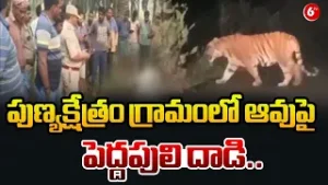 పుణ్యక్షేత్రం గ్రామంలో ఆవుపై పెద్దపులి దాడి..| Wild Tiger Strikes Cow in Punyakshetram Village@6TV