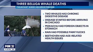 New details revealed about deaths of 3 beluga whales at Shedd Aquarium
