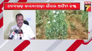 ଦେବଗଡ଼ କାଦୋପଡା ଗାଁରେ ବେଆଇନ ଅଫିମ ଚାଷ ଉପରେ ଚଢାଉ, କୋଟି କୋଟି ଟଙ୍କାର ଅଫିମ ଗଛ ନଷ୍ଟ କଲା ଅବକାରୀ ବିଭାଗ....