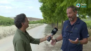 ESPECIAL FIESTAS DE LA VENDIMIA JEREZ 2026 (PROGRAMA 5) - LUNES 07/08/2026