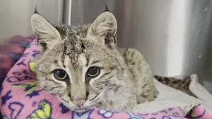 Bobcat receives round-the-clock care after being hit by car